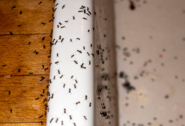 Best Best Pest Control Companies  in Vamo, FL