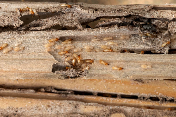 Pest Control Cost in Vamo, FL