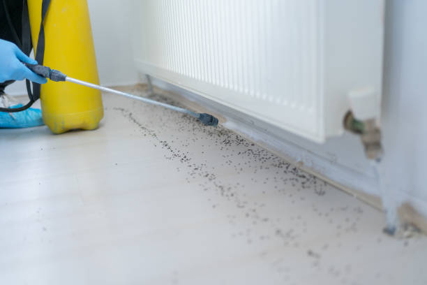 Best Termite Control Services  in Vamo, FL