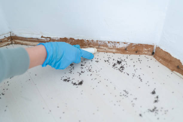 Best Best Pest Control Companies  in Vamo, FL